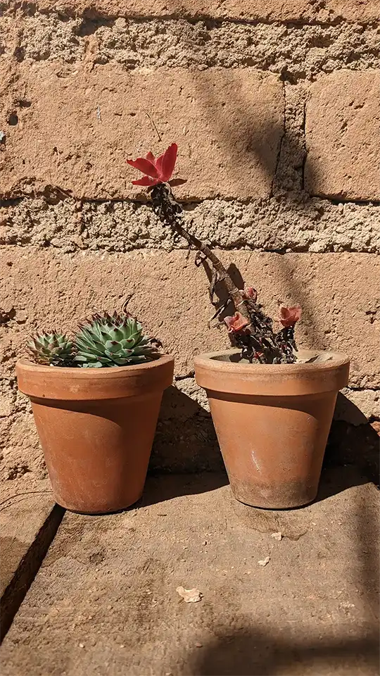 Dos macetas de terracota con suculentas.